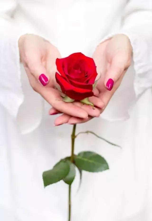 玫瑰大全|说到玫瑰只能想到红玫瑰的,建议你好看看本文!