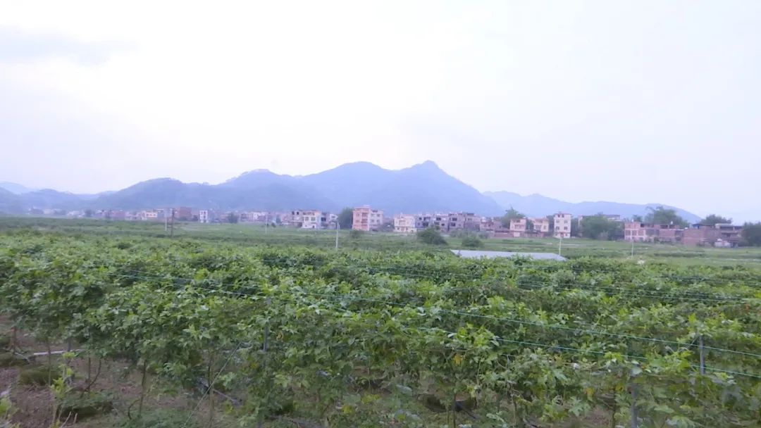 怀集县马宁镇富礼村新农村建设,增收致富决战决胜脱贫攻坚