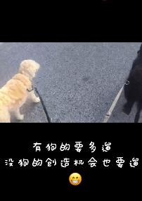 已经遛我38次了！西班牙限行后，主人为了出门把狗都遛瘫了