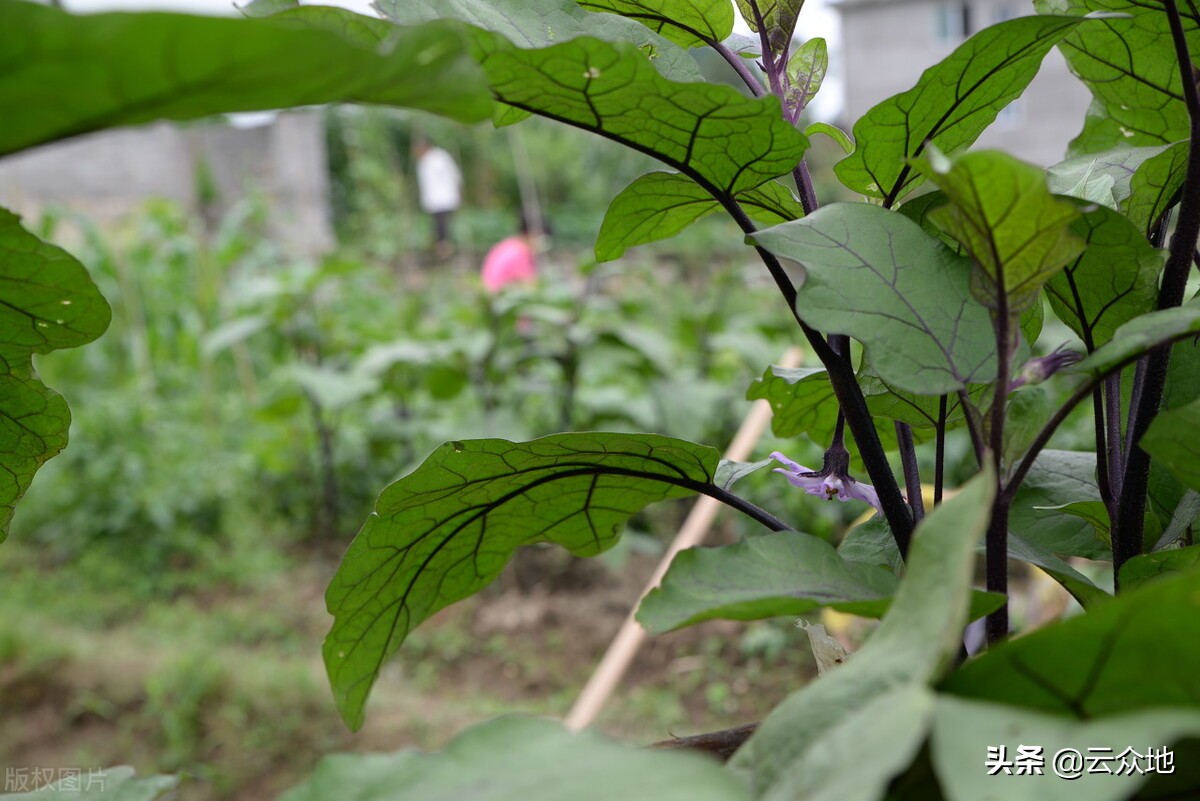 蔬菜连阴雨天要怎样管理,梅雨季黄瓜怎么管理