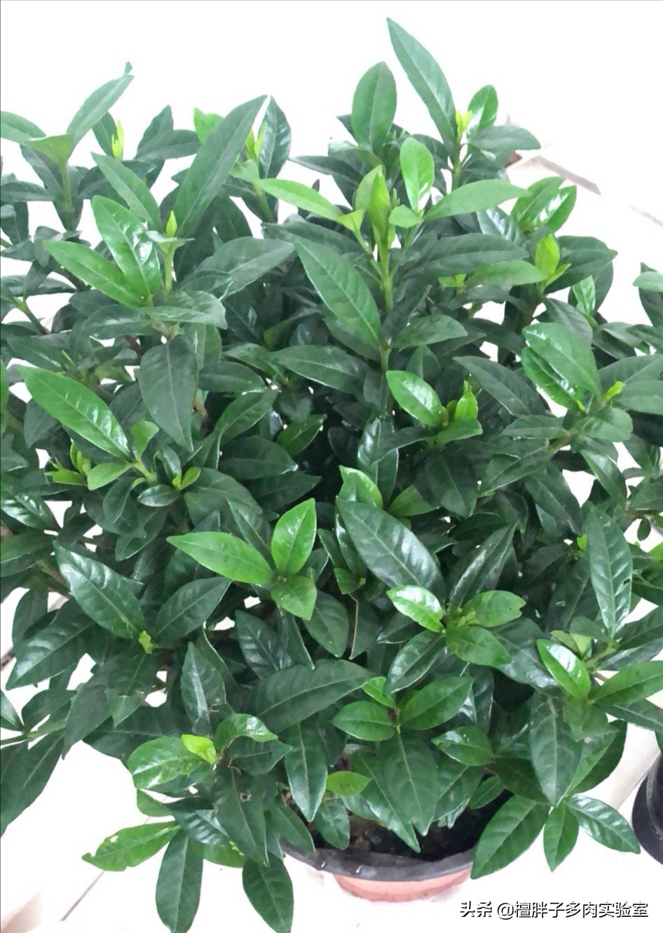 栀子花叶片发黑花苞脱落怎么办,栀子花叶片突然枯萎