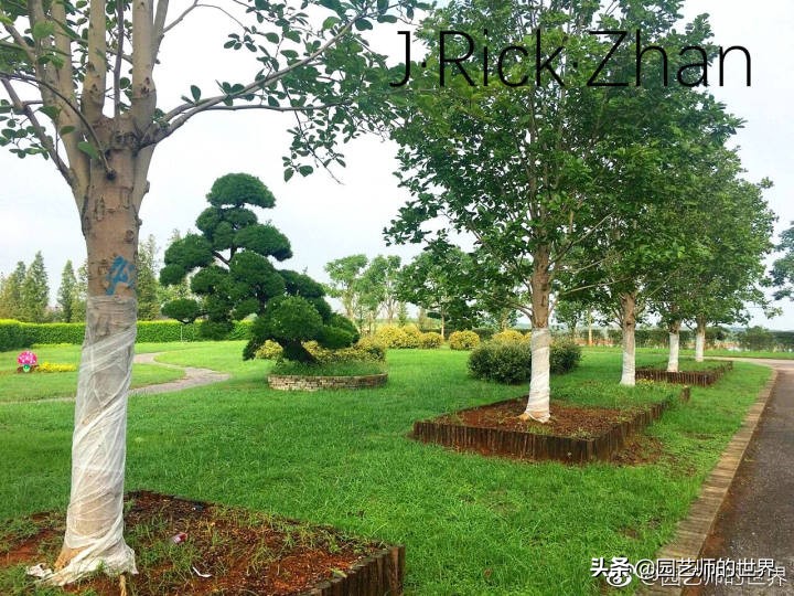 高尔夫果岭草坪家庭院子种植,麦冬草坪种植方法和注意事项