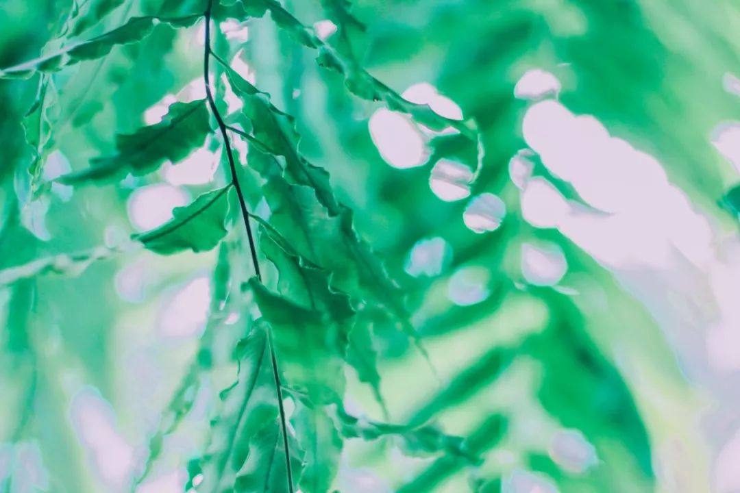 清迈的现状,清迈重逢