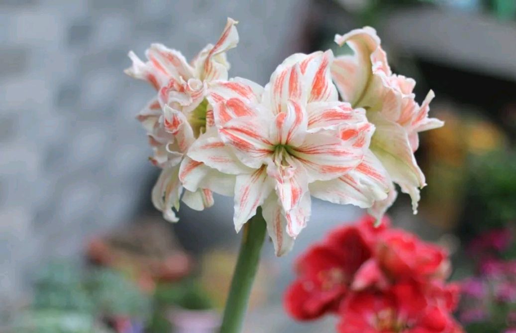 离开武汉三个月没种下的朱顶红包裹居然开花了,花友们讨论激烈