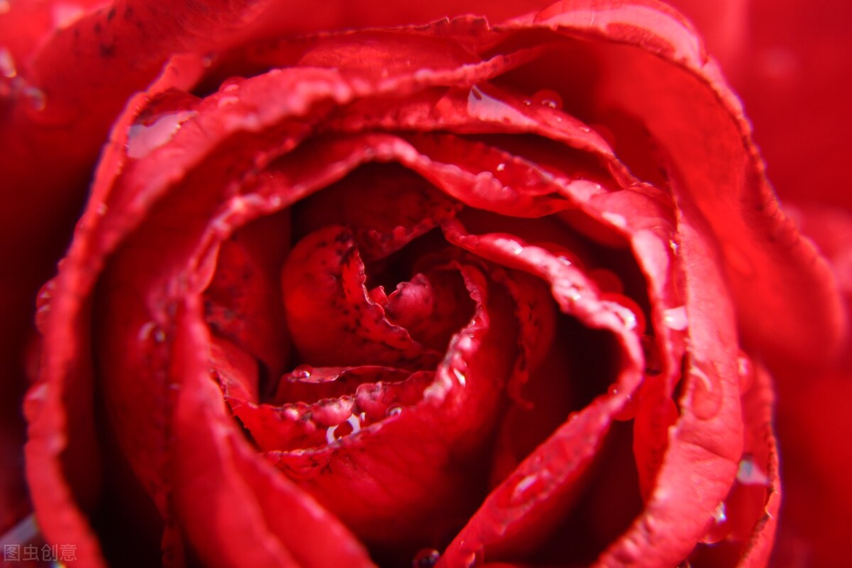 红色玫瑰代表着热烈的爱情,红玫瑰最能代表爱情的鲜花