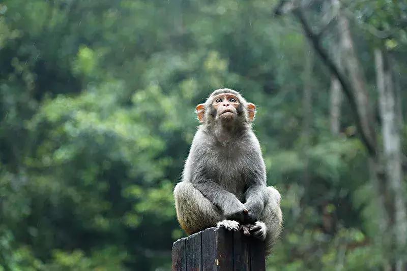 贺州姑婆山天然氧吧,姑婆山天然氧吧
