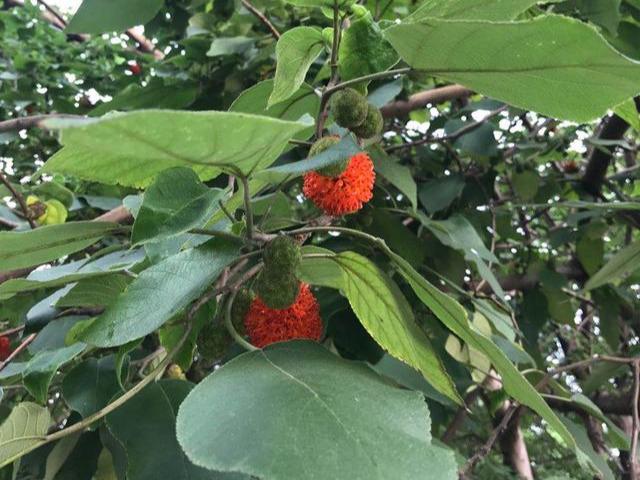 构树的药用价值可治什么病,构树树叶药用价值