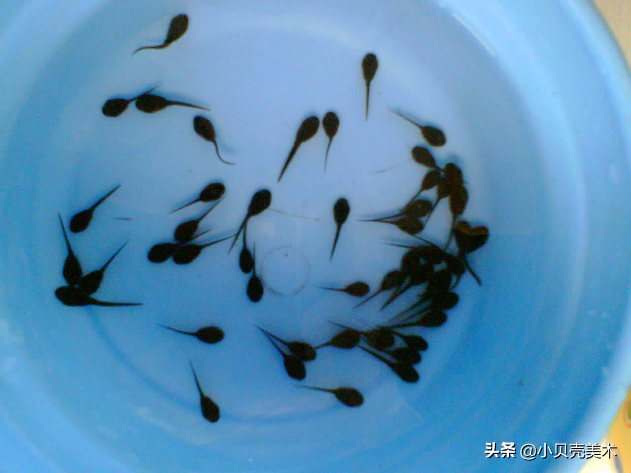 小蝌蚪找妈妈美术创意画目的,创意美术小蝌蚪找妈妈教学目标