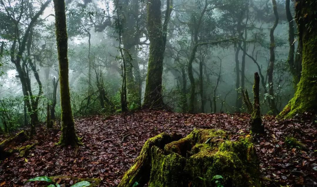 武夷山德懋堂|270万起旅居武夷山临溪别墅，遍访先贤遗迹！看云海、逛古村、品香茗，每天都生活在山水画中