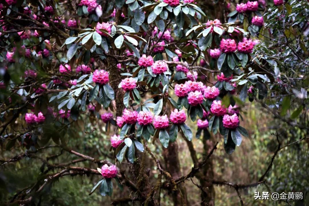 为什么云南女人长相好看,云南真的很漂亮吗