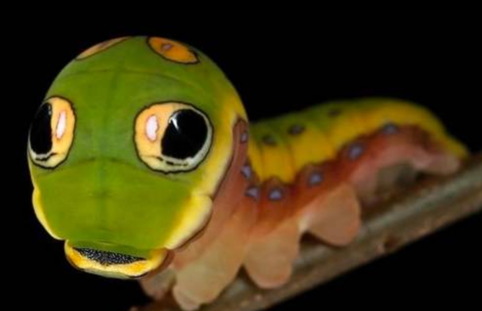 亚马逊蝴蝶扇动翅膀引发海啸图片,亚马逊那只蝴蝶是怎样引起海啸的