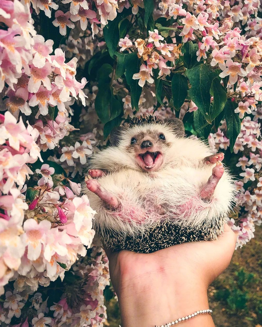 网红小刺猬——过成了你最想要的样子。