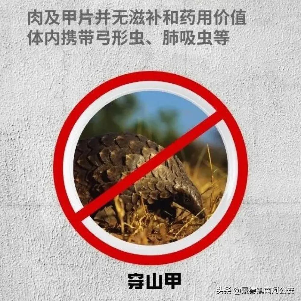 野味都有什么动物,哪些动物属于野味