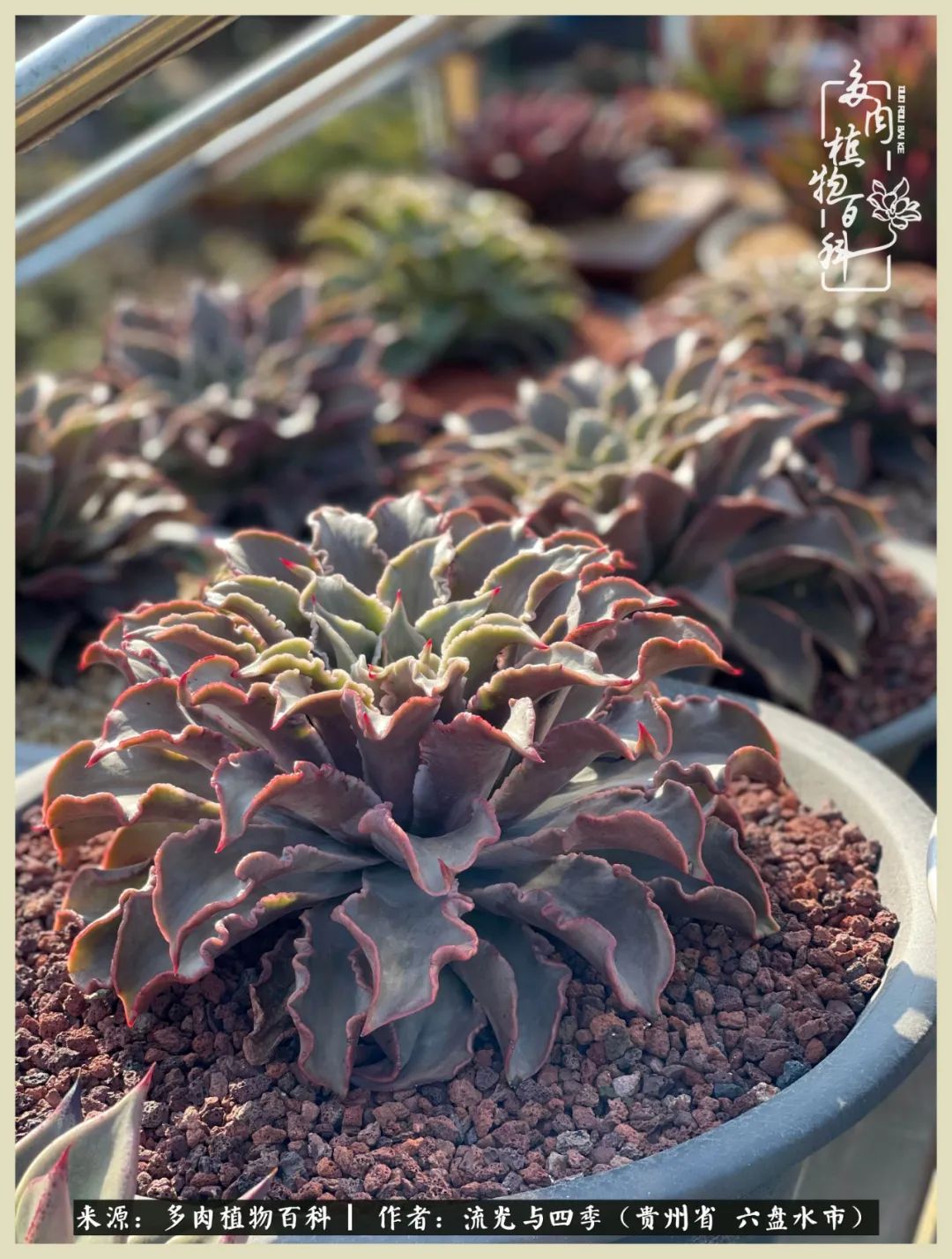 国庆假期你快乐吗?来,凉都美肉与你相伴一一小乌木的霸气东云