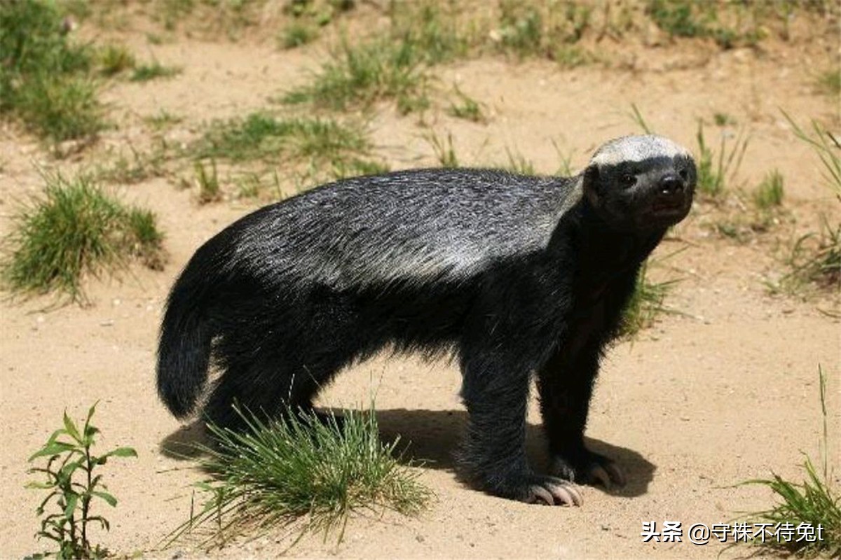 10个冷知识汇总图,手机支架懒人必备神器怎么用