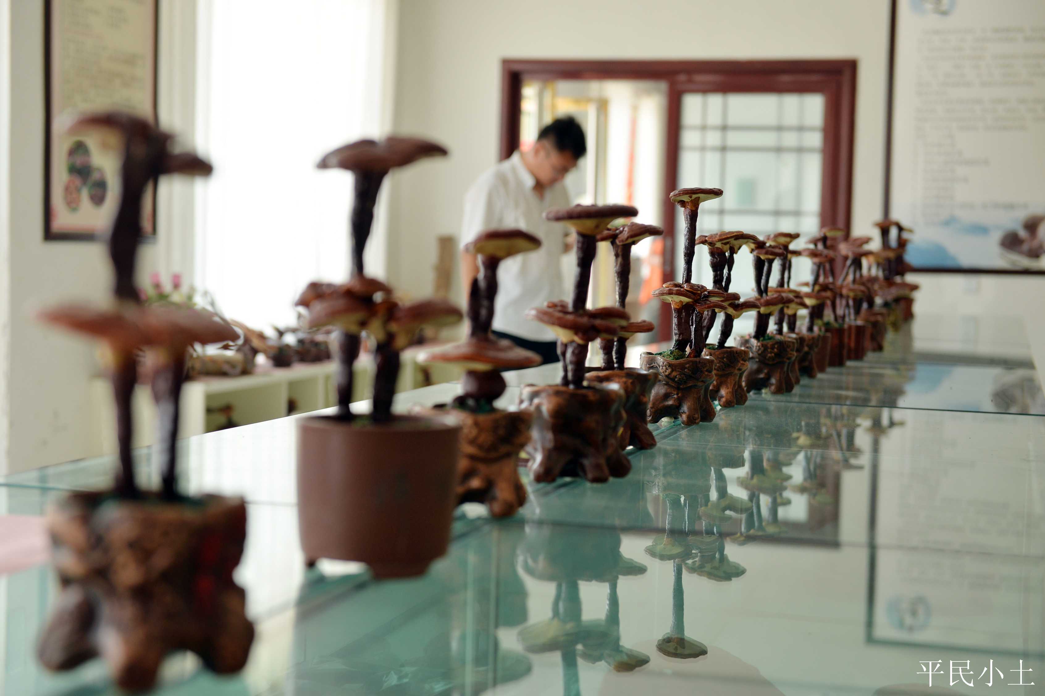 山东聊城灵芝盆景 (山东聊城盆景灵芝)