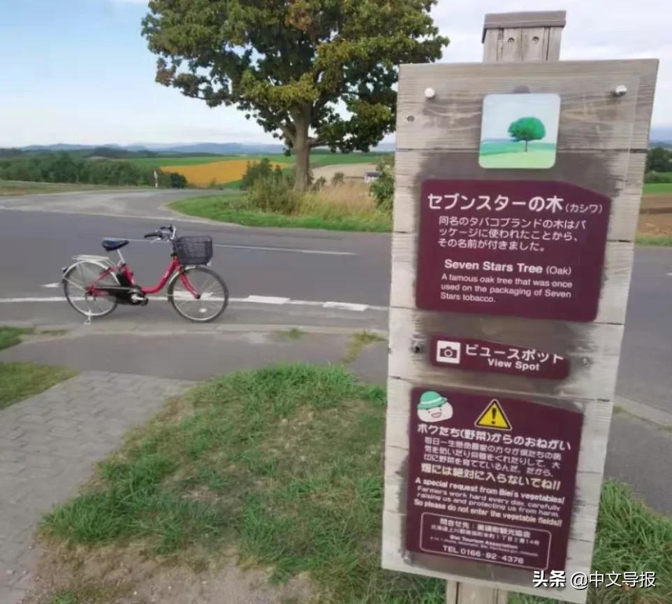 叶晓光：雪之花水木——旭川、美瑛、富良野纪行