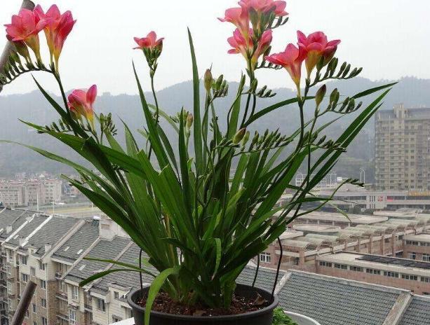 怎么把小苍兰养得花箭粗大,小苍兰的花期养护注意事项