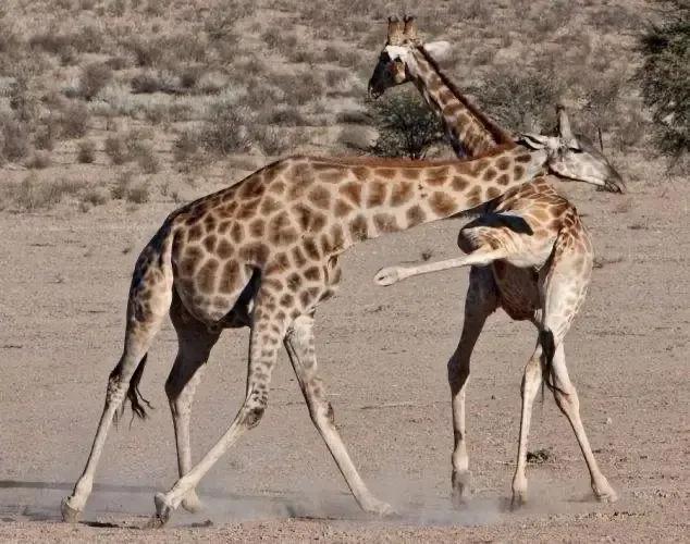 长颈鹿繁衍时长,长颈鹿世界之最寿命长吗