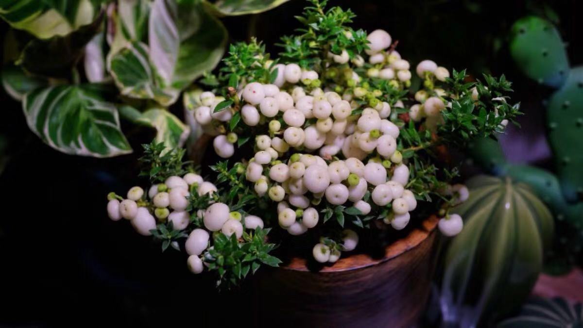 刷屏级花草，我也就拿着手机看了一下午而已！