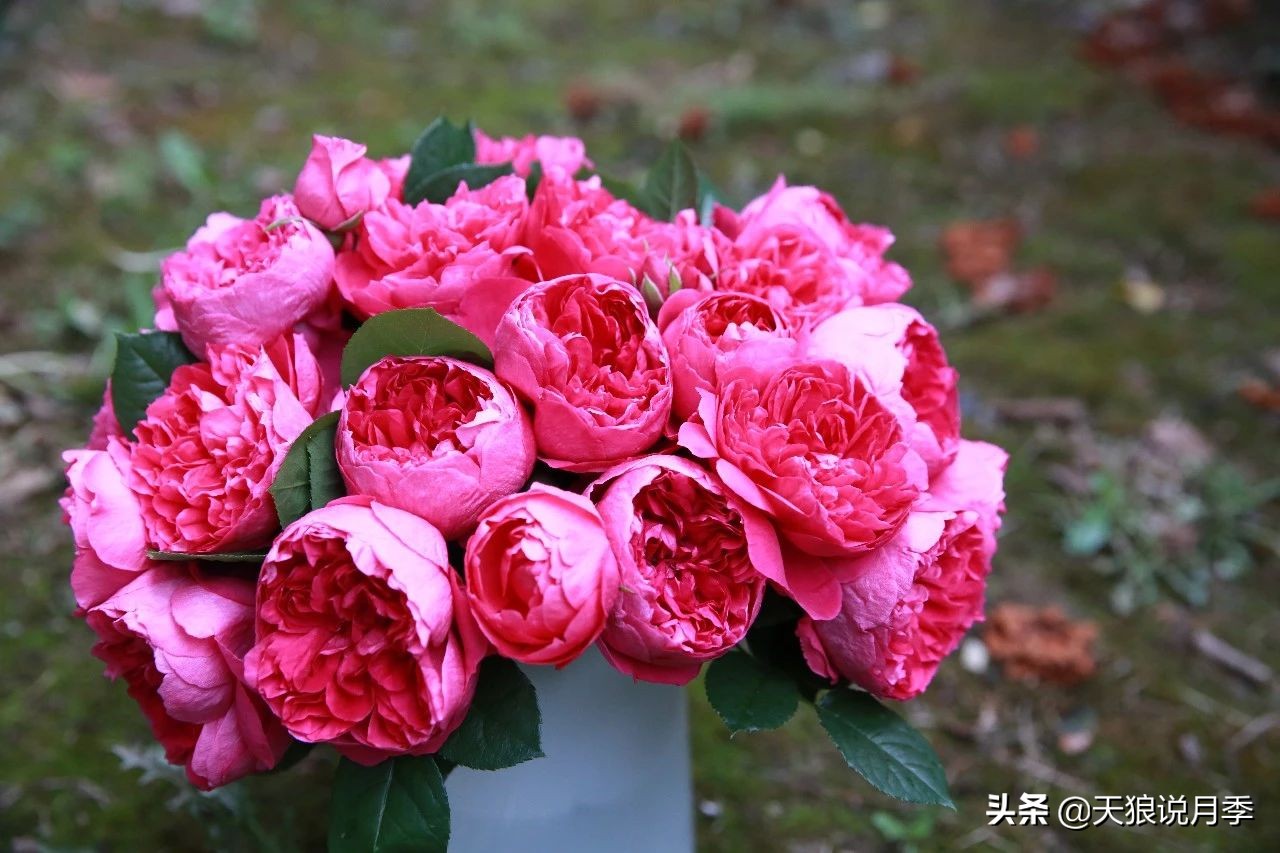 唤作「蔻丹」的月季,应该有怎样的风情?