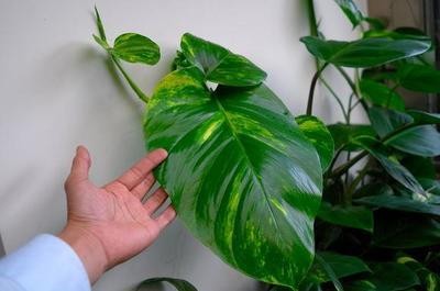 用它兑点水,从“绿萝柱”顶上倒进去,7天后出现50cm“巨叶”