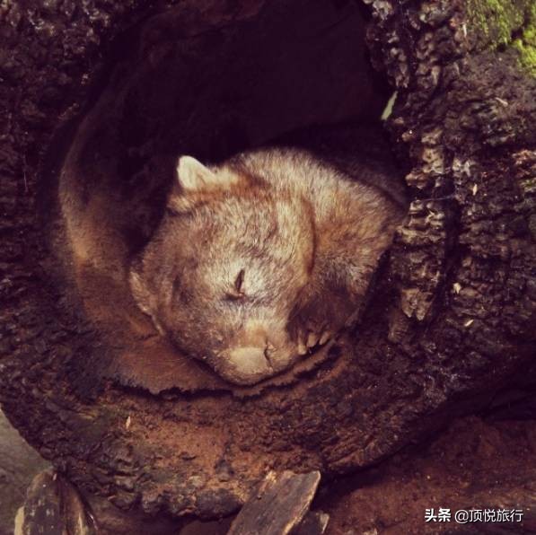 为什么澳大利亚被叫做土澳,为什么澳大利亚被称为土澳