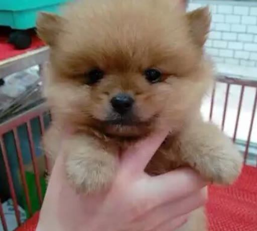 博美怀孕了有什么征兆,博美狗怀孕是什么症状