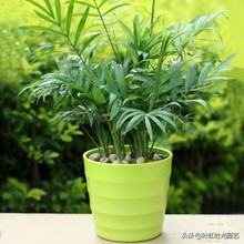 琚栫弽妞板瓙濡備綍闀垮緱缈犵豢,鐑甫缁挎琚栫弽妞板瓙