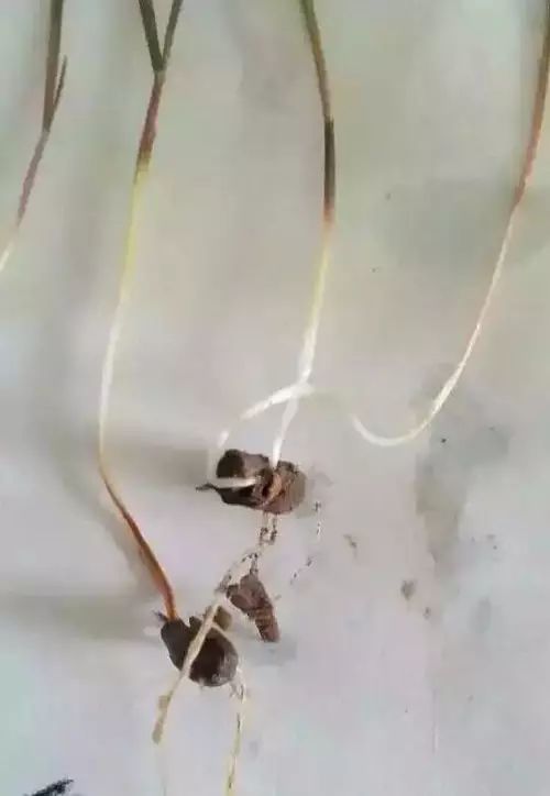 麦田里节节麦怎样根除,节节麦该怎么防治才安全有效