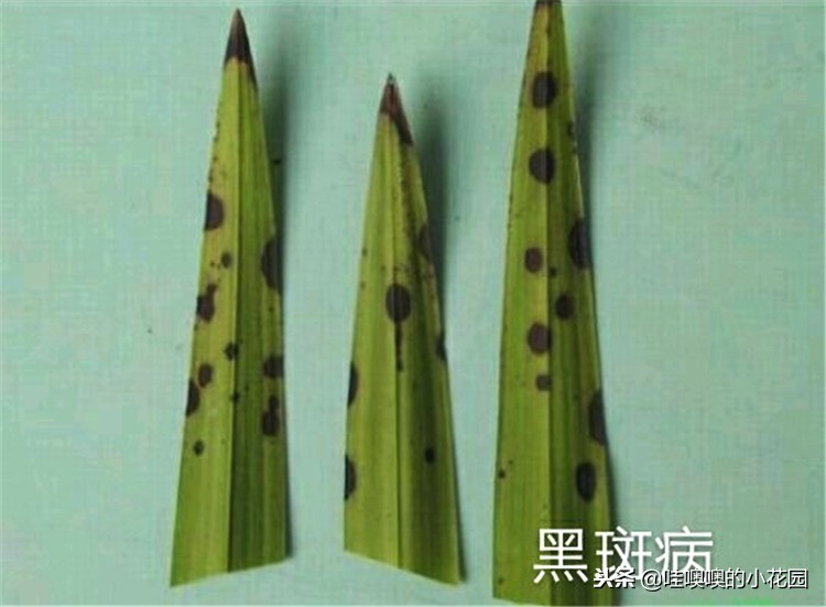 专治兰花黑斑,兰花的黑斑病用大蒜可以治疗吗