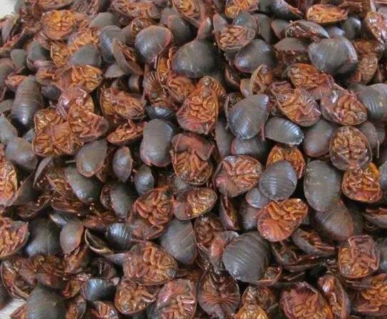 农村天然土鳖虫多少一公斤,养殖土鳖虫回收