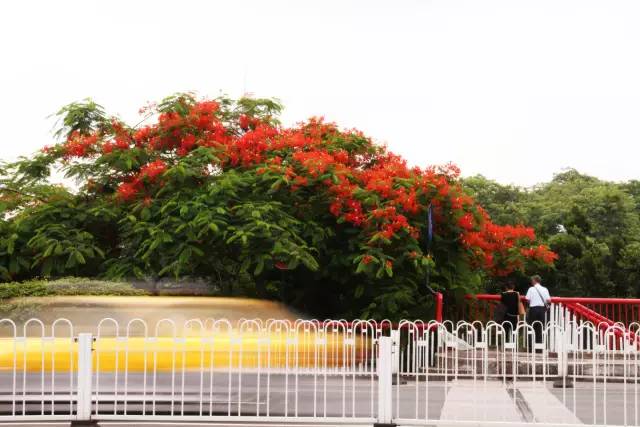 毕业季的凤凰花和栀子花,毕业季凤凰花开的时候
