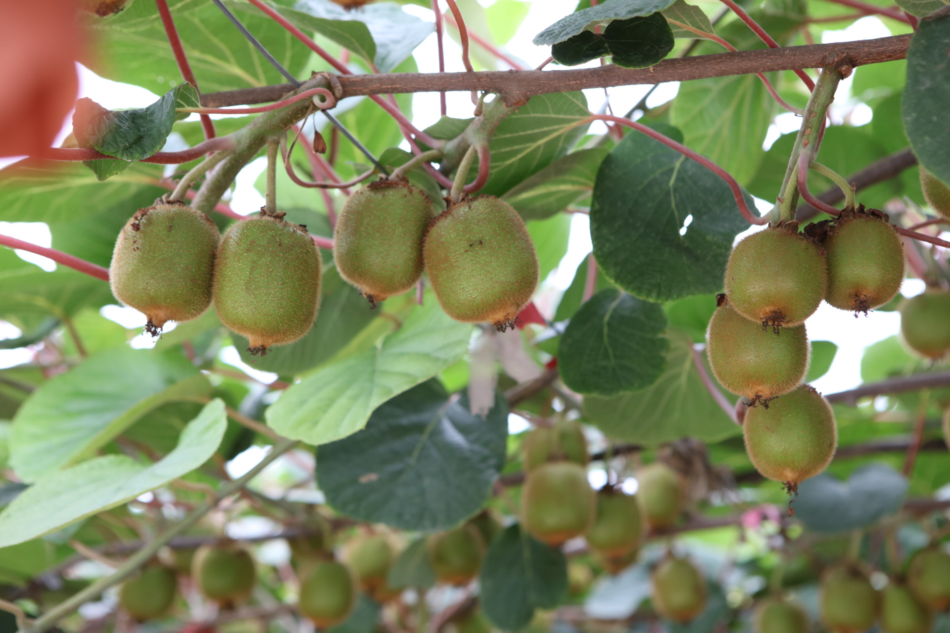 眉县农业猕猴桃,眉县种猕猴桃致富