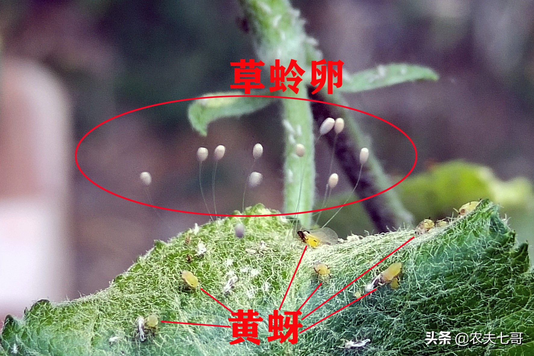 苹果蚜怎么防治,苹果黄蚜用什么药最好