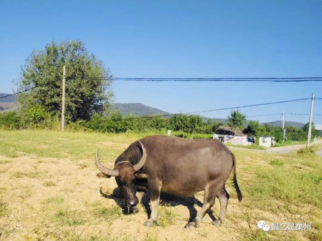 环巢湖传说：洗牛蹄、扔碓窝