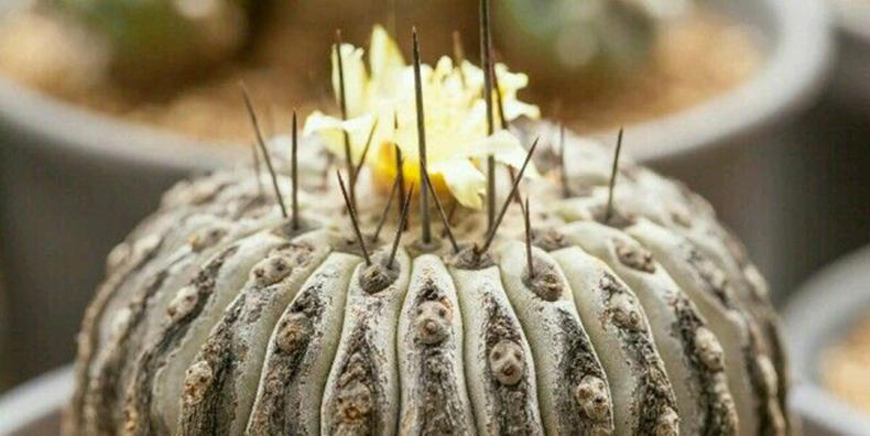 仙人球出现烂洞怎么处理,仙人球头顶上开始烂了怎么办