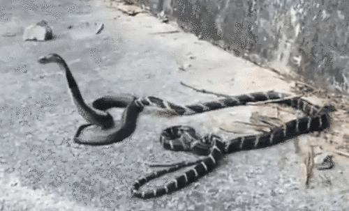 眼镜王蛇毒死大象,眼镜王蛇能毒死成年人吗