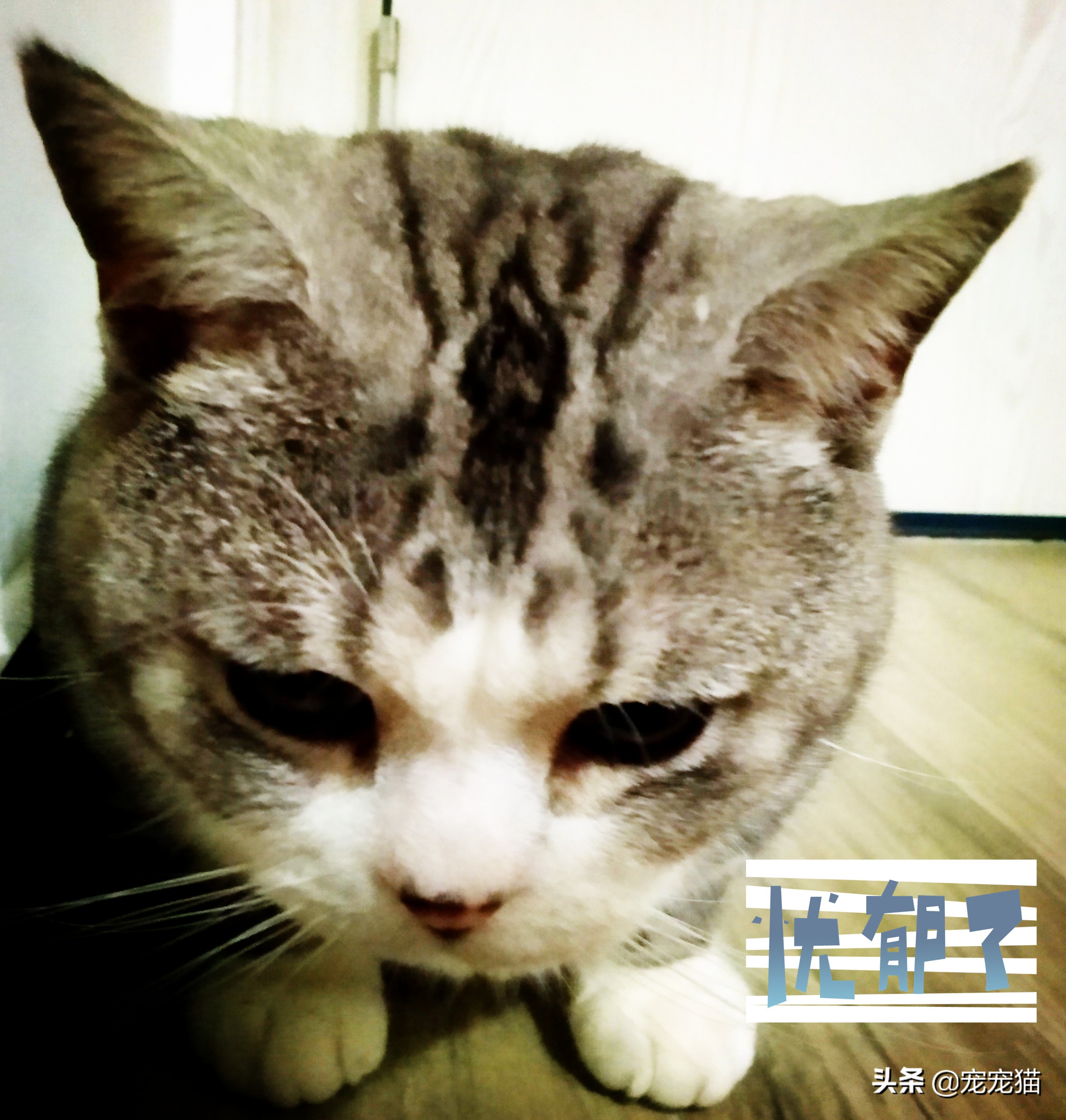 猫咪尿床去除猫尿味消毒液,除猫尿的最好方法