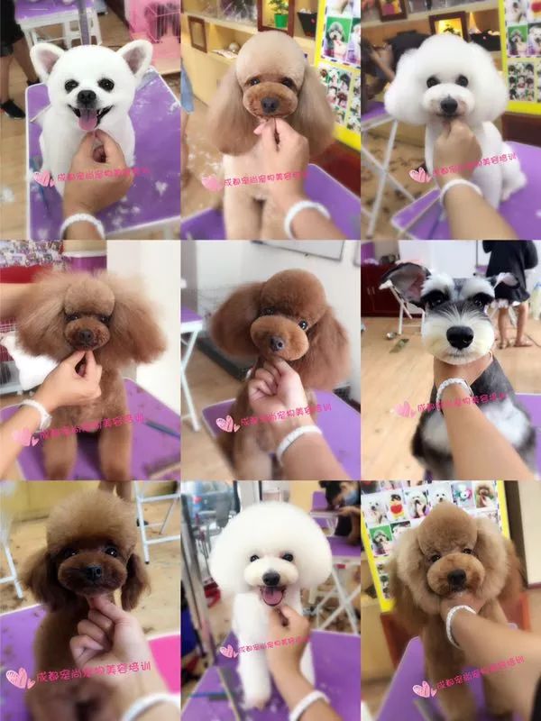 讲述宠物美容行业里拥有自己想要的人生