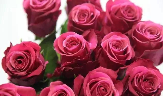 每天学习一点点各种花代表的花语,每天学习一朵花知识