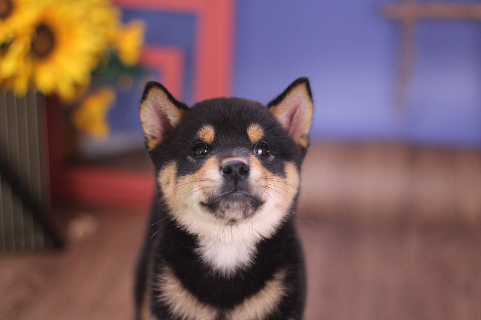 柴犬吃东西的时候不听话,柴犬吃饭不规矩怎么办