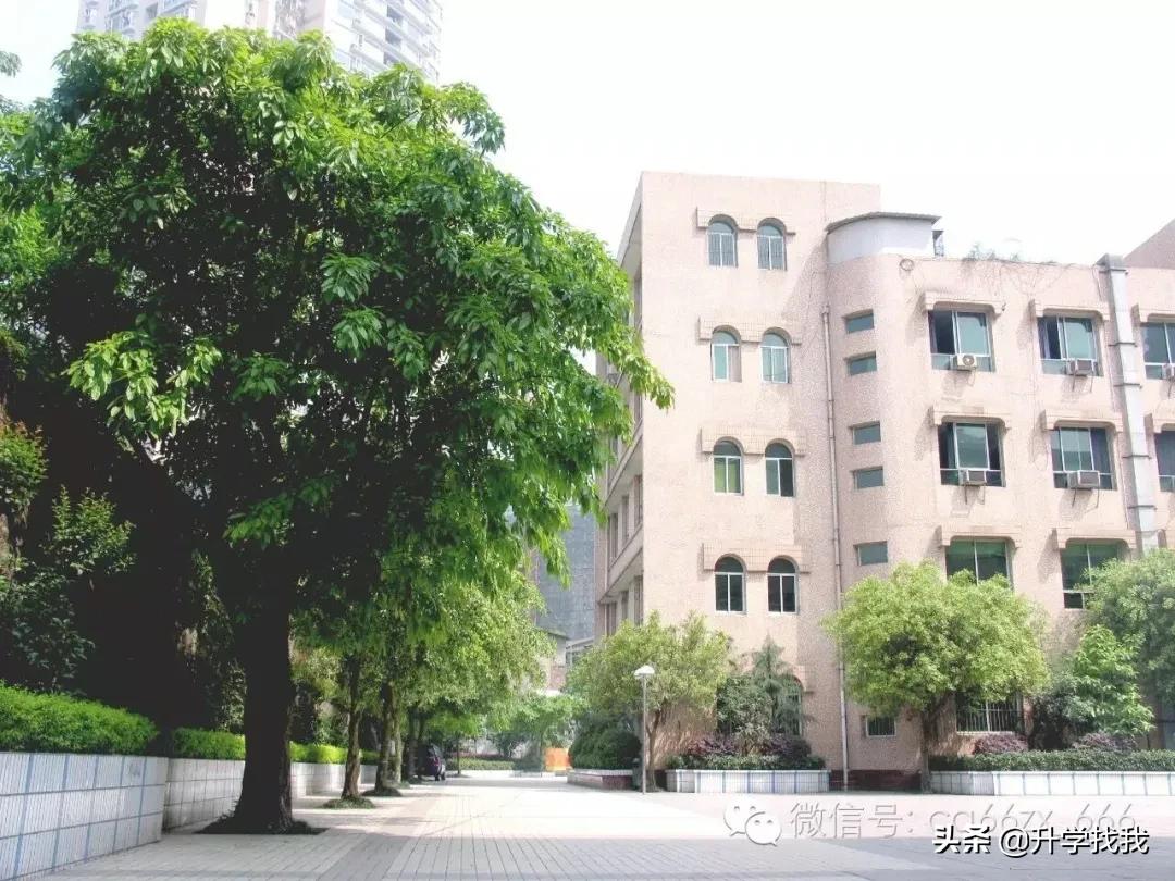 重庆小升初七龙珠择校信息汇总,重庆七龙珠初中分校最新排名