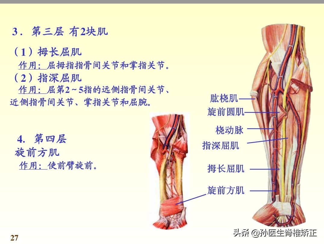 系统解剖学骨学ppt课件,解剖学基本知识ppt课件
