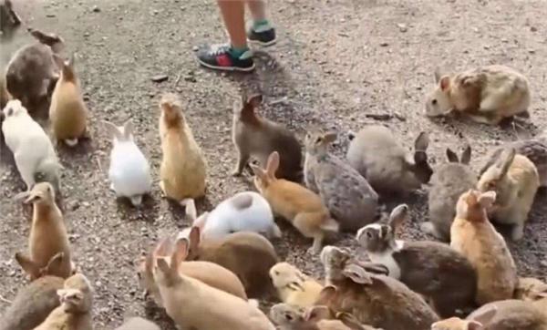 为解决澳洲泛滥成灾的兔子，直接出动轰炸机，四川人：暴殄天物