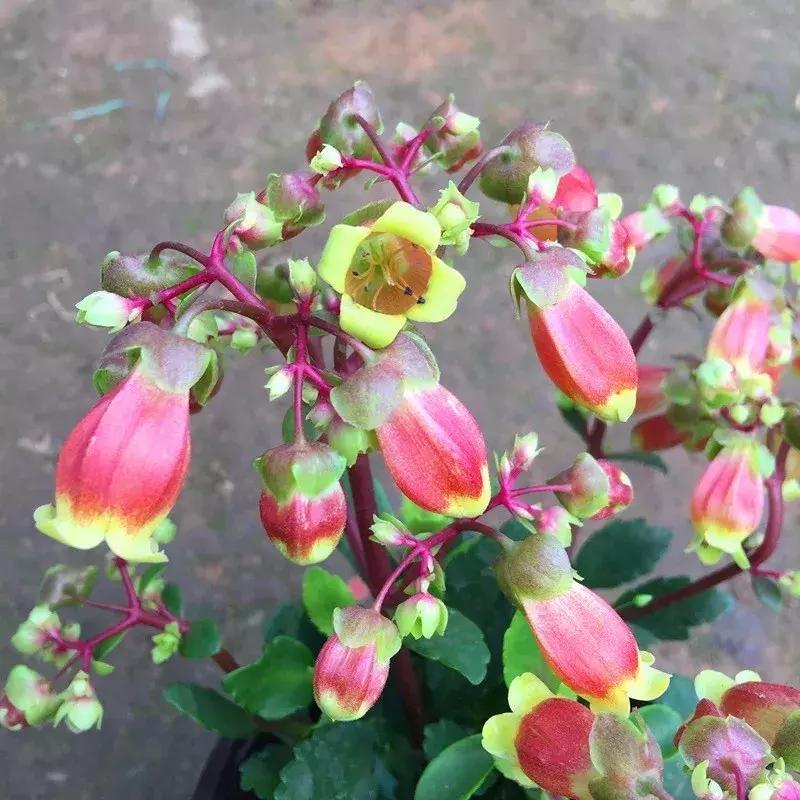 不死鸟嫁接宫灯长寿花几月合适,不死鸟嫁接长寿花宫灯