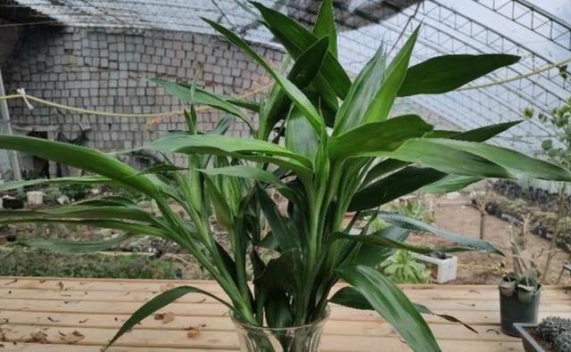 水培富贵竹叶尖干黄如何处理,水培富贵竹盆栽注意事项视频