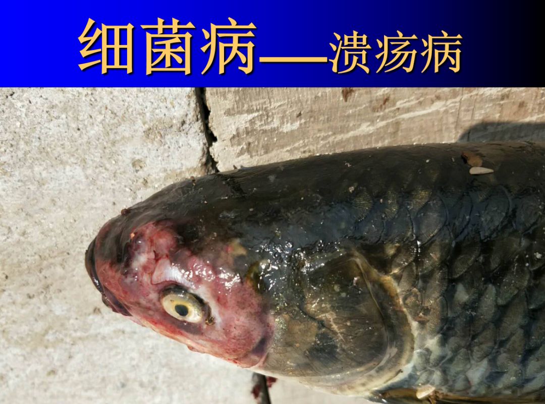 鱼类生病症状图片,天气热鱼塘死鱼是什么原因造成的