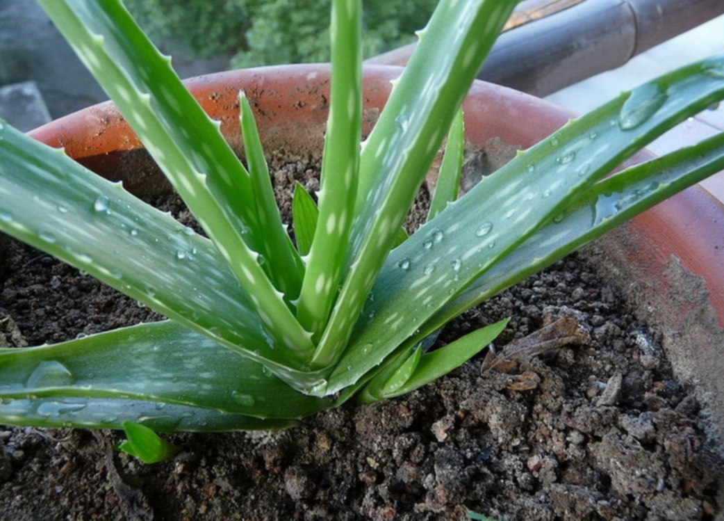 室内净化空气好养活的花草,室内净化空气的最佳植物花卉