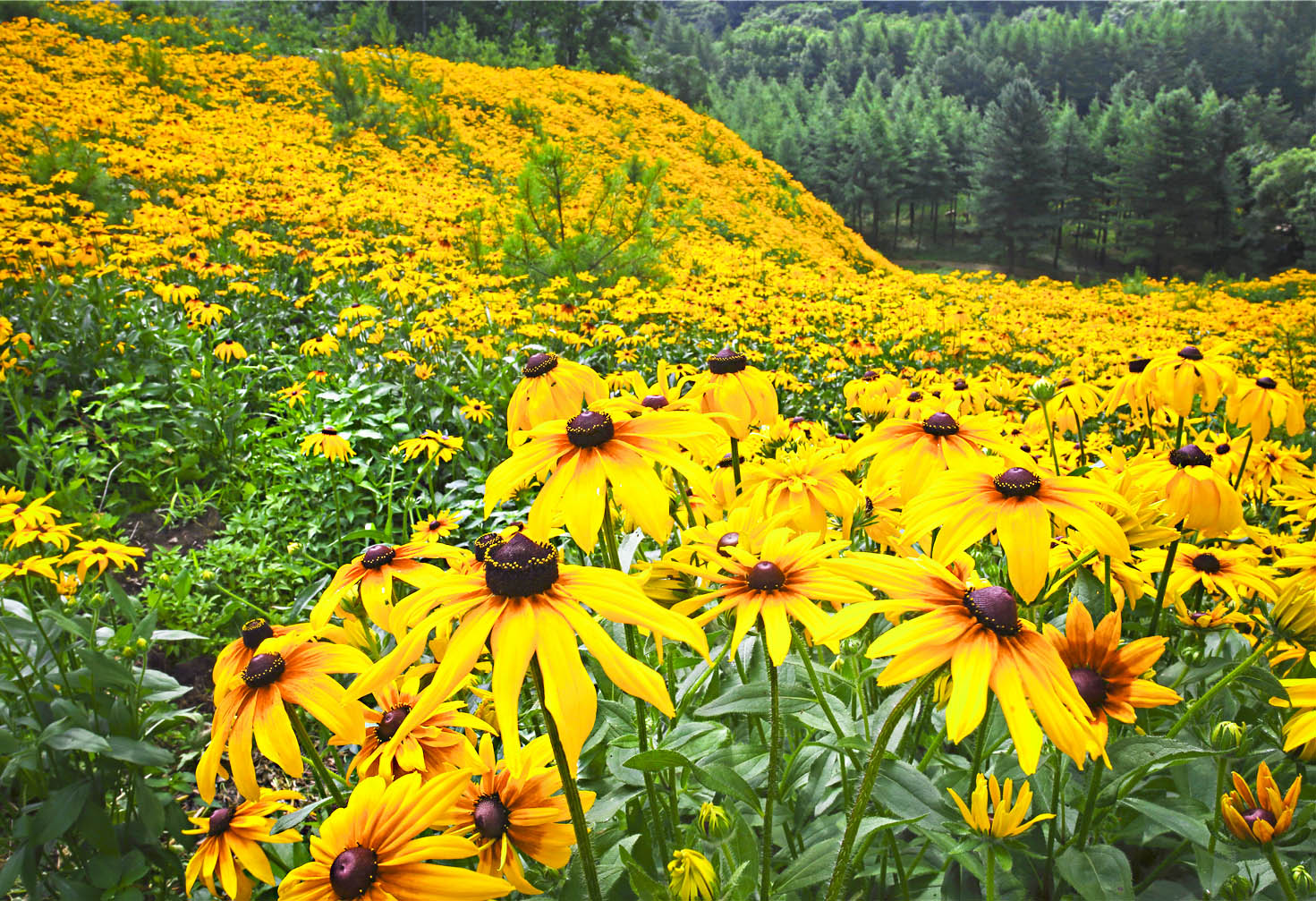 野菊花漫山遍野都是金黄色,黄金菊哪个地方最正宗